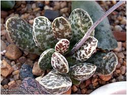 Adromischus alstonii 