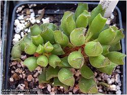 Adromischus cristatus var. clavifolius 