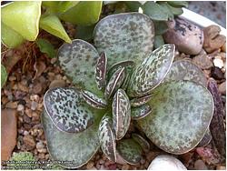 Adromischus