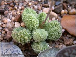 Adromischus marianae v. herrei