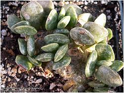 Adromischus schyldtianus 