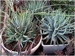 Aloe humilis