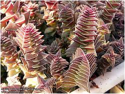 Crassula corymbulosa