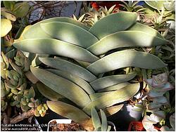 Crassula perfoliata ssp. falcata (Rochea falcata)