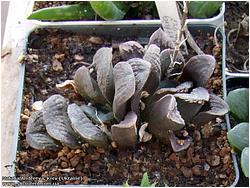 Haworthia hybr. cv. Chevagri