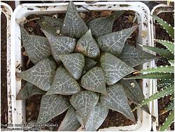 Haworthia comptoniana