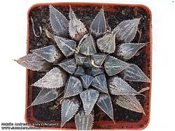 Haworthia emelyae f.major