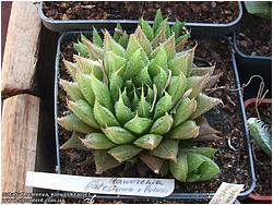 Haworthia batesiana v. bolusii