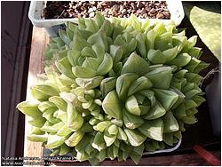 Haworthia cymbiformis