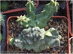 Huernia sp. f. cristata