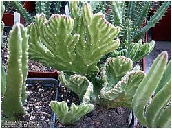 Stapelia grandiflora f. cristata