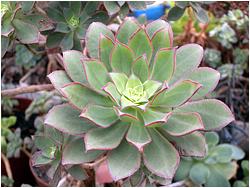 Aeonium haworthii