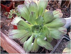 Aeonium balsamiferum