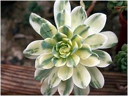 Aeonium castello-paivae f. variegata
