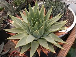 Aloe polyphylla