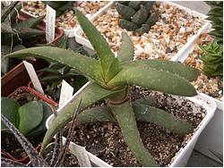 Gasteria rawlinsonii