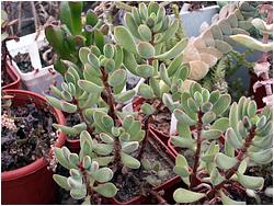 Crassula rogersii