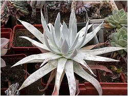 Dudleya