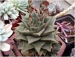 Echeveria purpusorum 