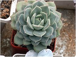 Echeveria desmetiana (peacockii)