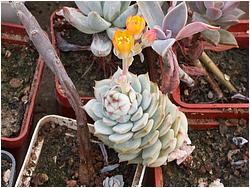 Echeveria derenbergii 