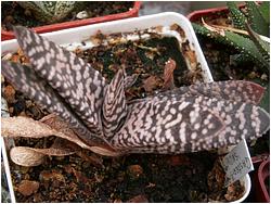 Gasteria carinata cv. Snow Storm