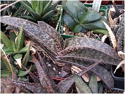 Gasteria luttzii