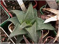 Aloe descoingsii X G armstrongii Nor