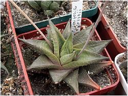 Haworthia limifolia v. keithii