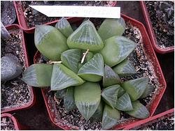 Haworthia retusa v. genalolii