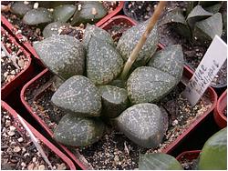 Haworthia emelyae f. witklippug