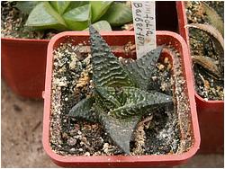 Haworthia limifolia v. barberton