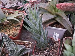 Haworthia herrei v. glauca