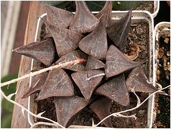 Haworthia emelyae var. comptoniana