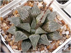 Haworthia emelyae f. major