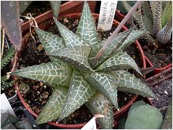 Haworthia venosa v. tessellata