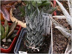 Haworthia reinwardtii v. kaffirdriftensis