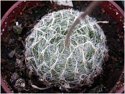 Haworthia bolusii