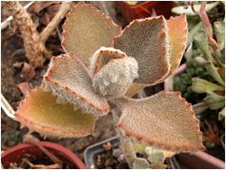 Kalanchoe beharensis cv. Fang