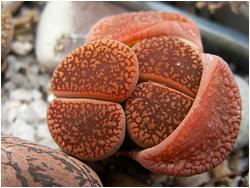 Lithops