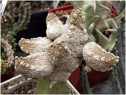 Pseudolithos caput-viperae