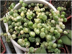 Senecio rowleyanus f. variegata