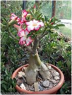 Adenium obesum