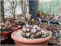 Dioscorea elephantipes