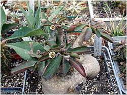 Euphorbia primulifolia var. begardtii