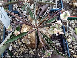 Euphorbia susannae-marnierae