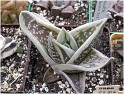 Gastrolea (Gasteraloe) Green Ice