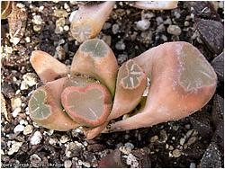 Haworthia maughanii f. variegata