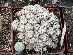 Mammillaria luethui 