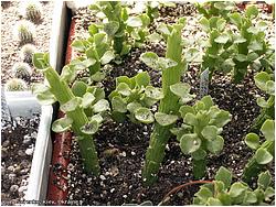 Monadenium ellenbeckii